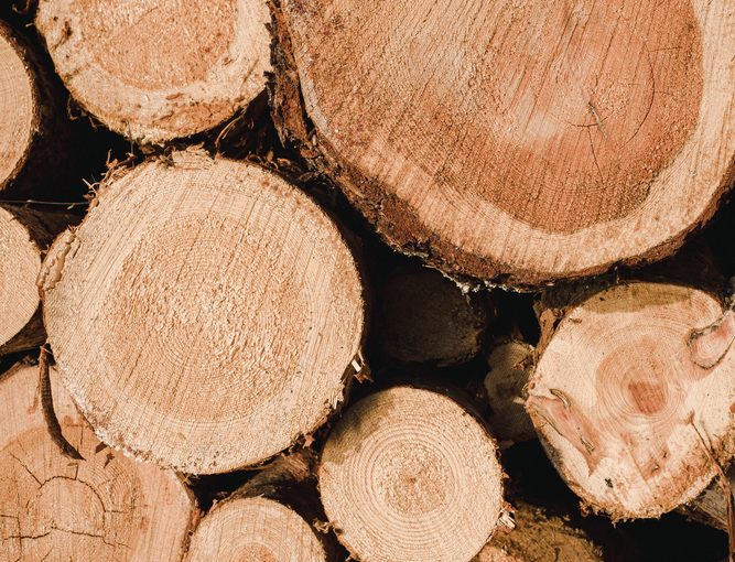 Tartak – Źródło Doskonałego Materiału Drzewnego: Kreuj Z Pasją i Trwałością.